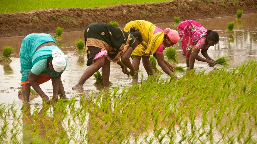 Natural farming could save India from climate challenges