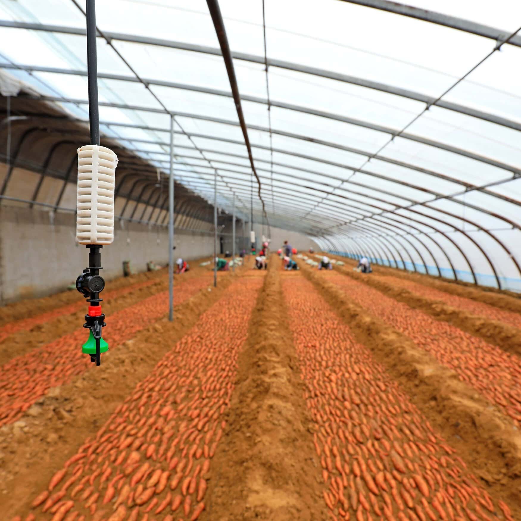 Reliable electricity supply supports farming industry in Gansu