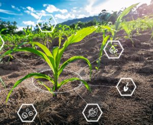 Maize seedling in cultivated agricultural field with graphic concepts modern agricultural technology, digital farm, smart farming innovation, improvements and development.