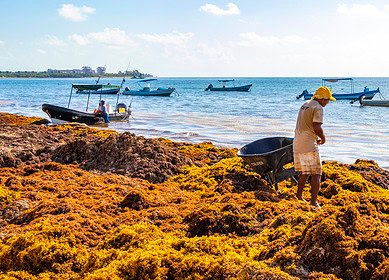 Sargassum in the Caribbean: turning seaweed crisis into economic opportunity?