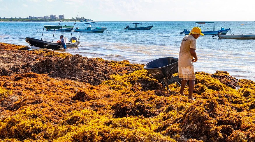 Sargassum in the Caribbean: turning seaweed crisis into economic opportunity?