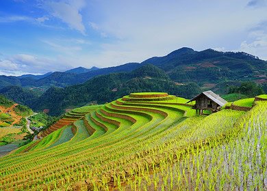 Innovative farming techniques reduce methane emissions in Vietnam