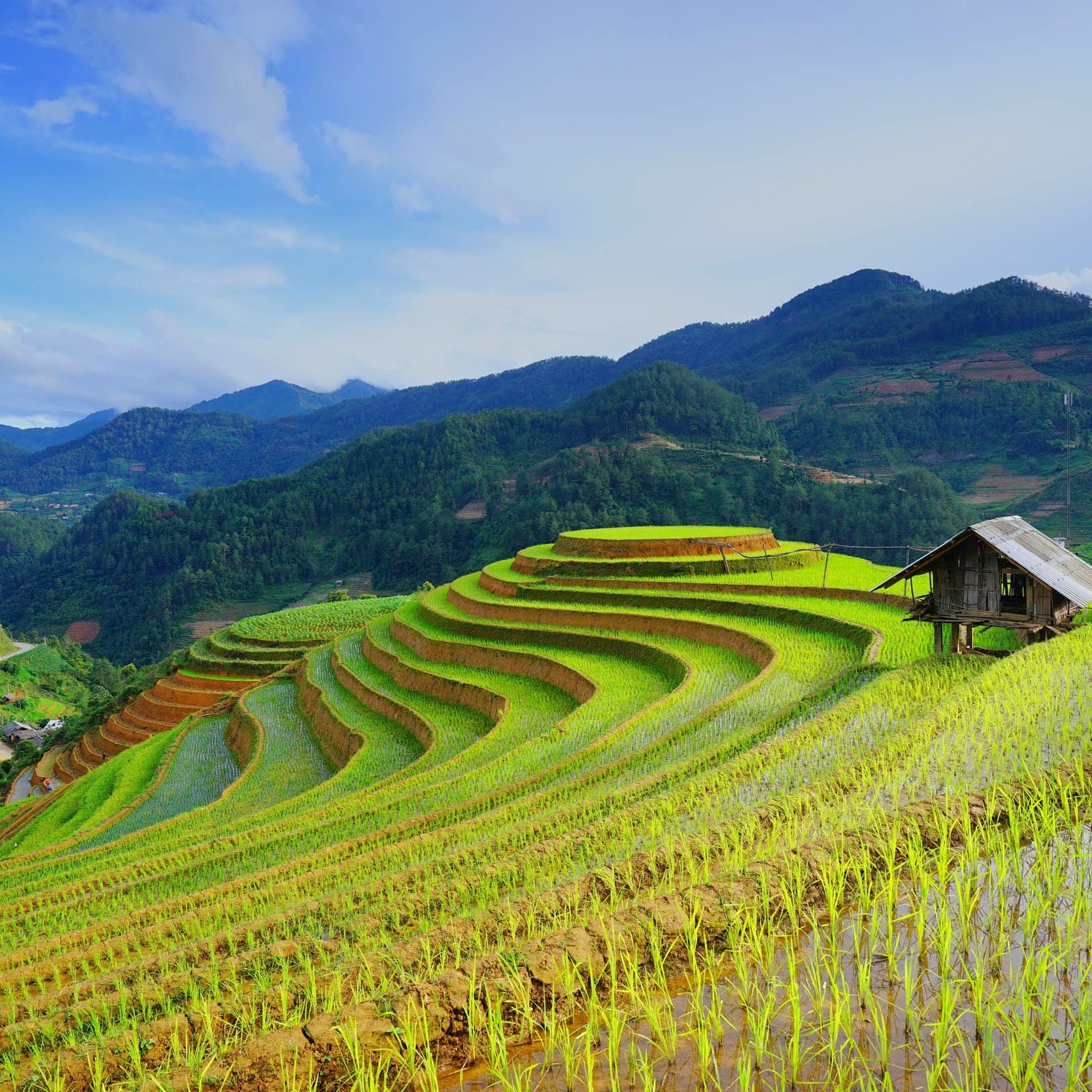 Innovative farming techniques reduce methane emissions in Vietnam