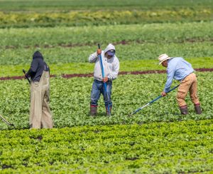 Victoria B.C. Canada-08/03/2020: Immigrant farm workers hoe weeds in a farm field of produce.