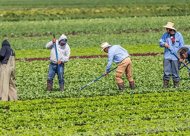 Seso disrupts farm workforces with advanced HR solutions