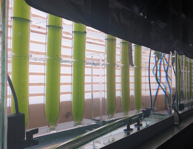Insect frass could be a viable fertilizer for microalgae protein production