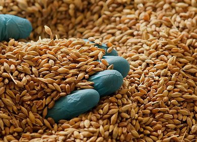 India’s wheat reserves hit 16-year low following two years of poor harvests — Reuters