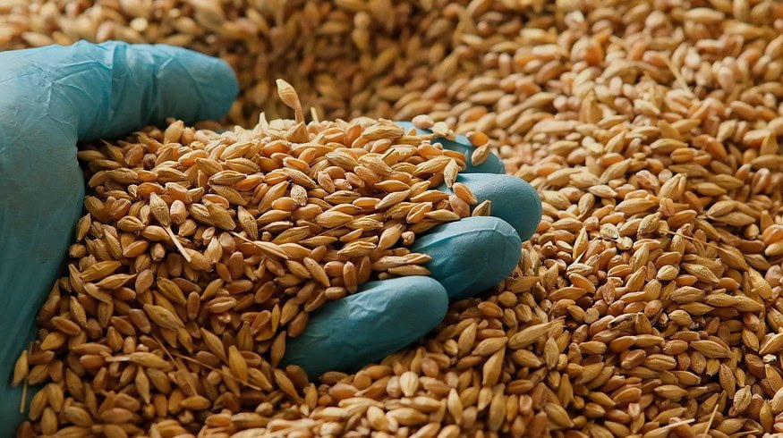 India’s wheat reserves hit 16-year low following two years of poor harvests — Reuters