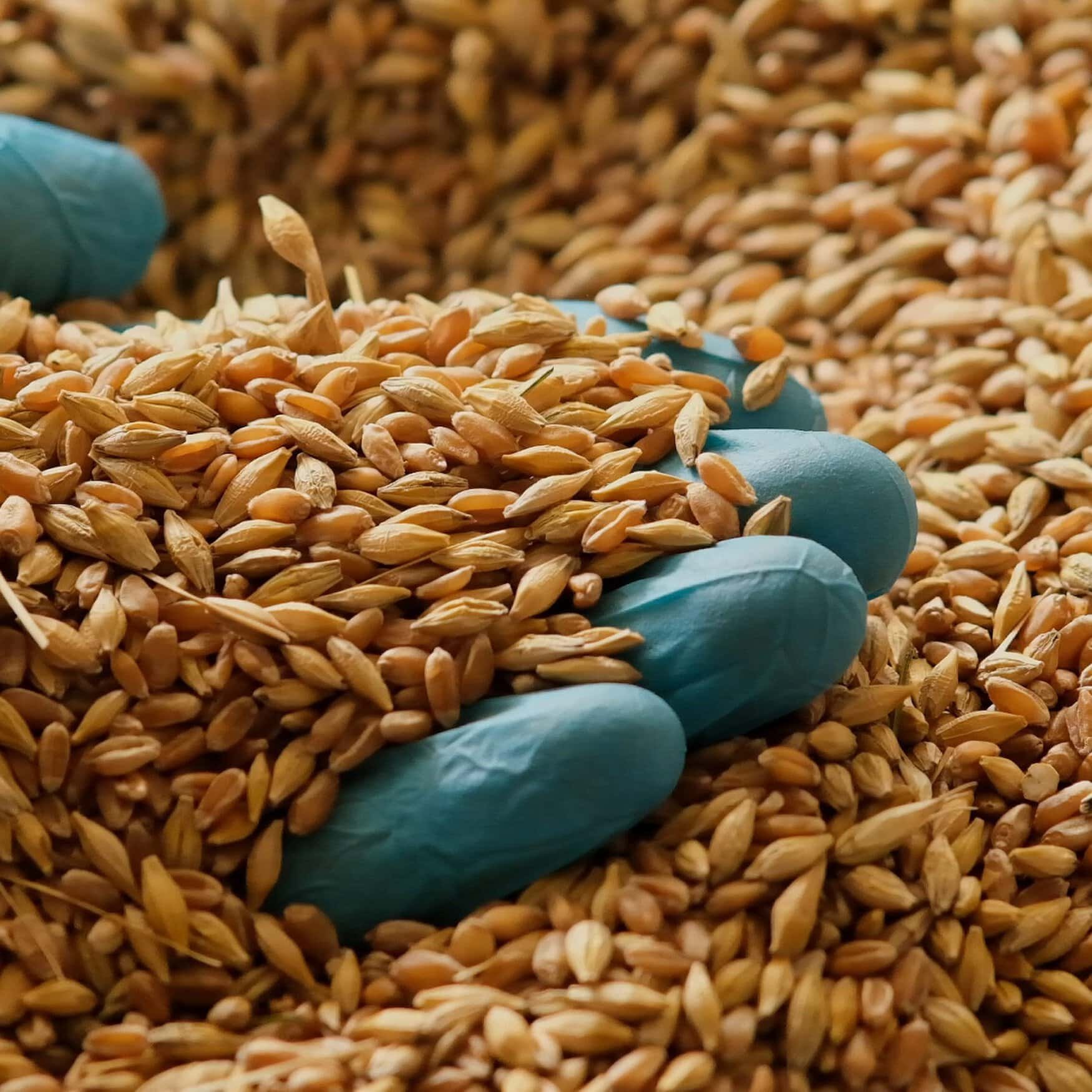 India’s wheat reserves hit 16-year low following two years of poor harvests — Reuters