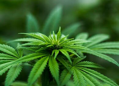 N2OFF secures regulatory approval to enter California’s hemp market