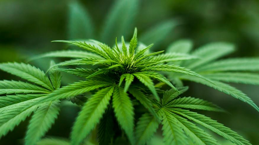 N2OFF secures regulatory approval to enter California’s hemp market