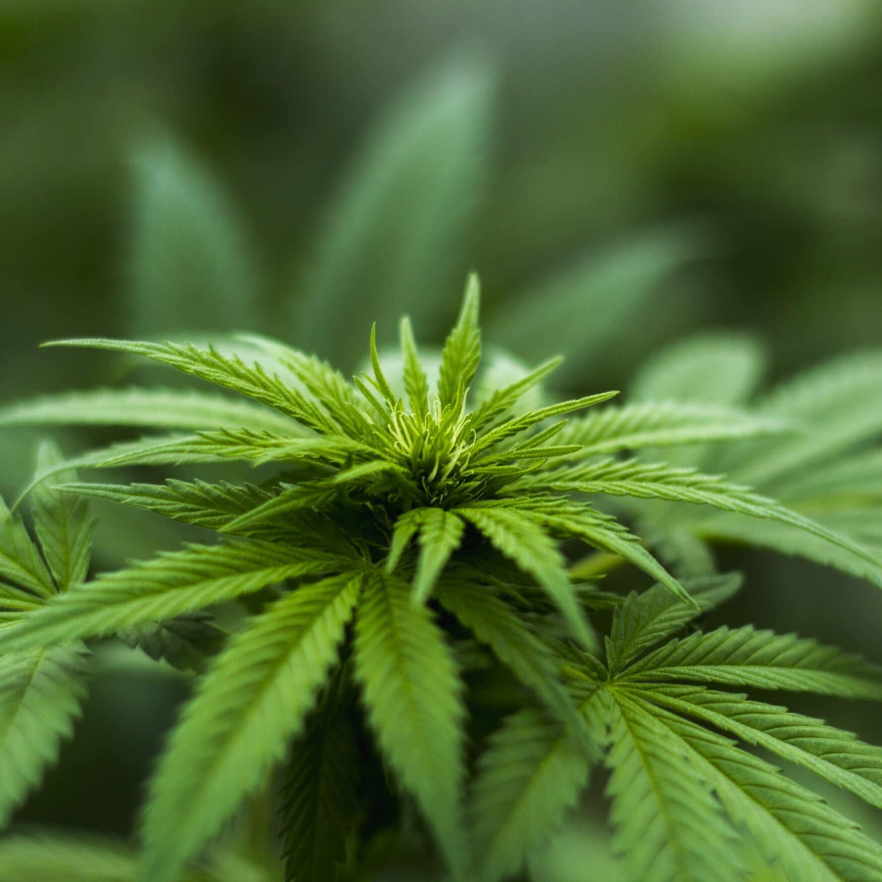 N2OFF secures regulatory approval to enter California’s hemp market