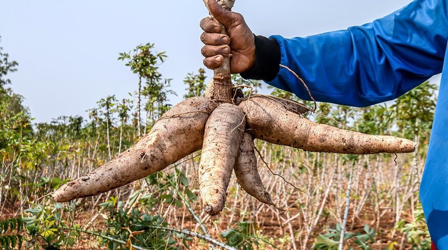 Cassava root: from ancient poison to modern promise