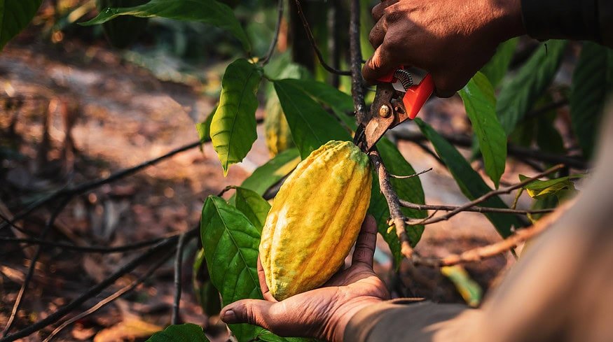 Cocoa prices rebound amid concerns over recent excessive losses