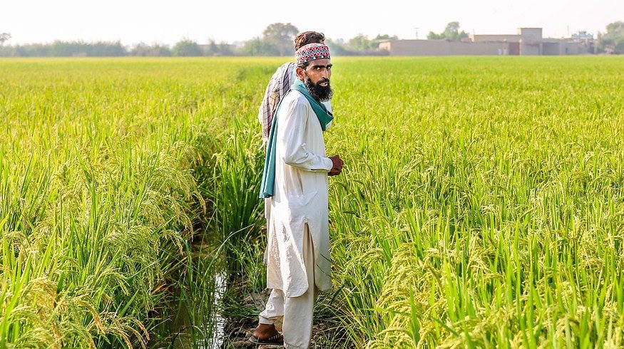 Pakistan’s minister mandates ensured supply of urea and DAP fertilizers for Kharif Season