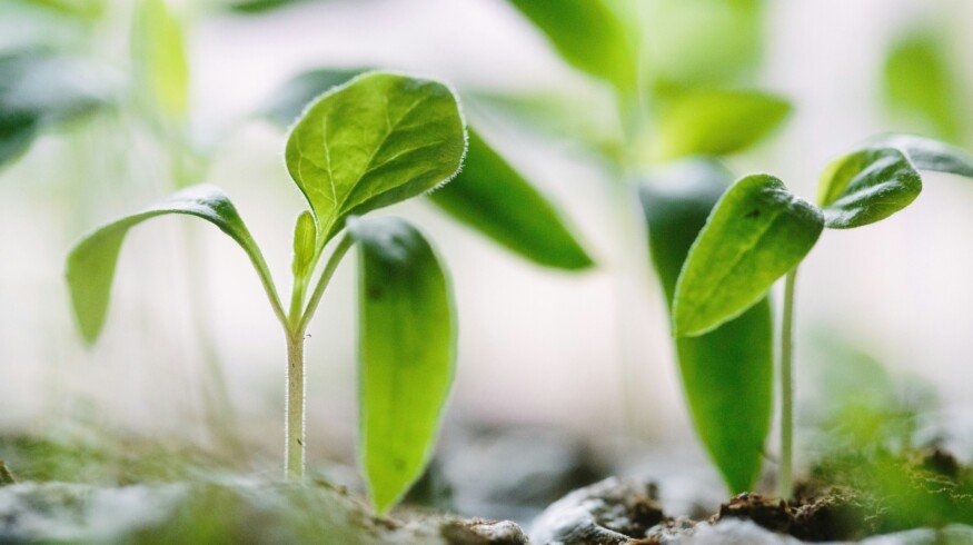 Chinese research highlights the importance of precise water and nitrogen management in improving soil fertility