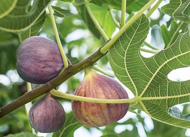 Marolda Farms expands into organic fig production