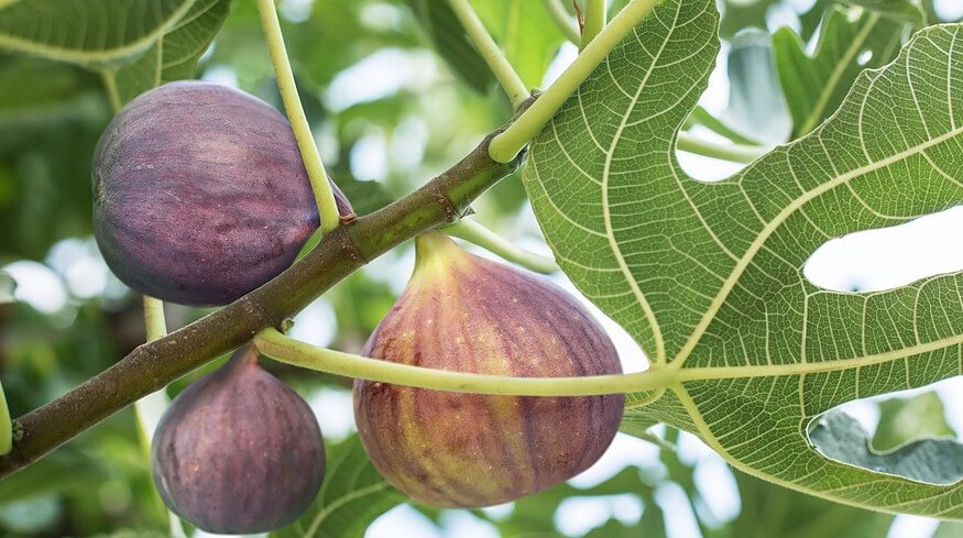 Marolda Farms expands into organic fig production