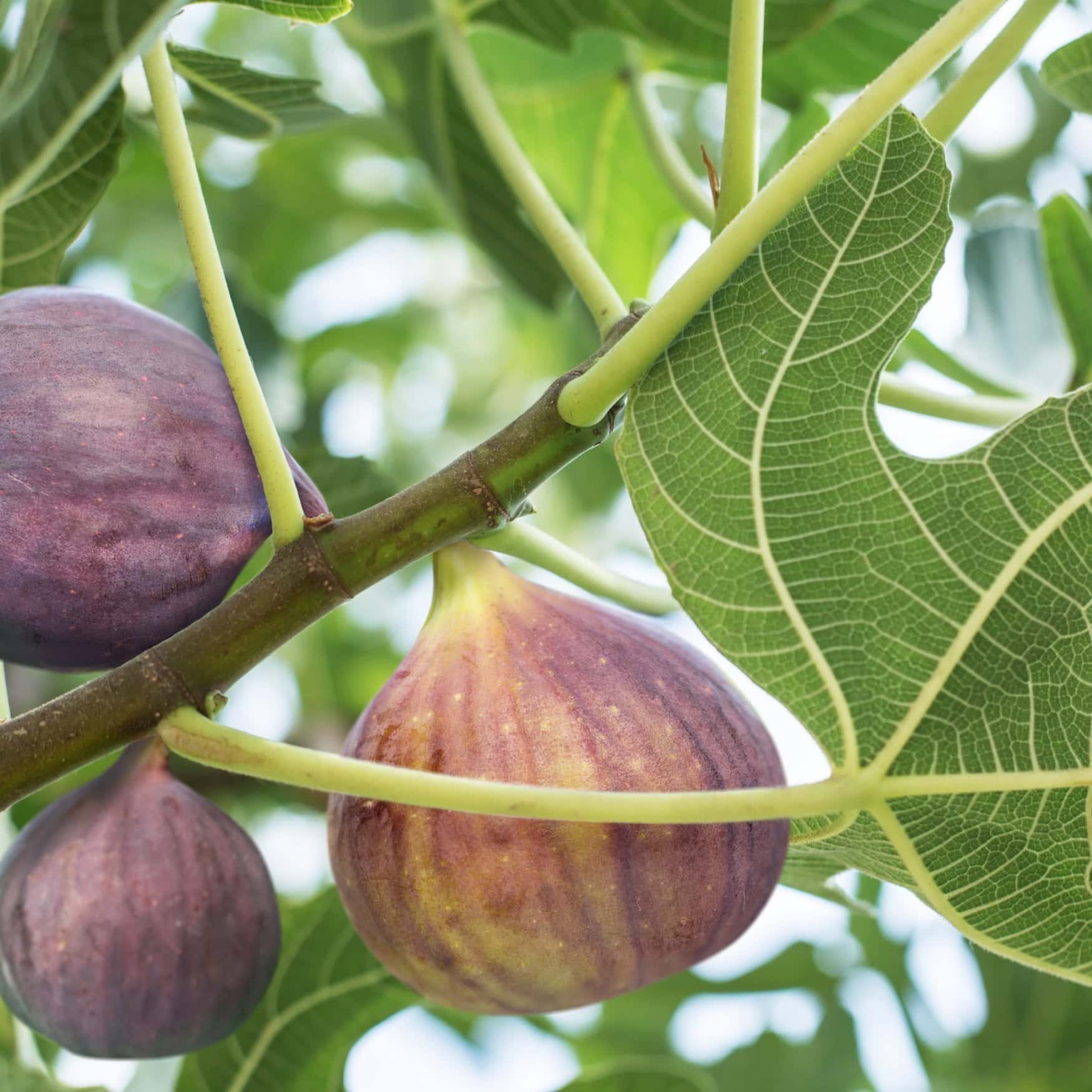 Marolda Farms expands into organic fig production
