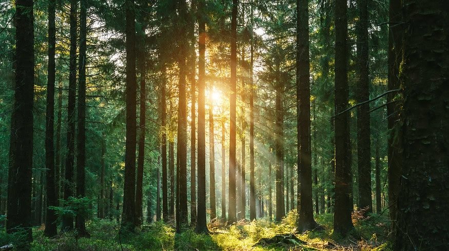 The importance of seed size in planting mixes for wildlife management