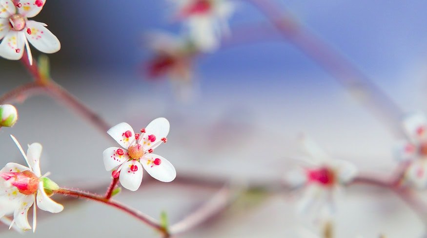 Once-extinct rosy saxifrage plant reintroduced to wild in secret UK location
