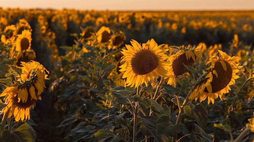 Canada announces major funding of $8.1mn for crop diversification research