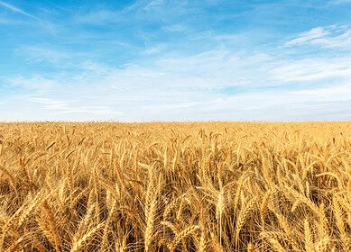 China approves its first gene-edited wheat to enhance crop production — Reuters