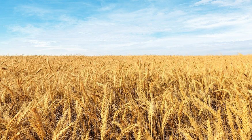 China approves its first gene-edited wheat to enhance crop production — Reuters