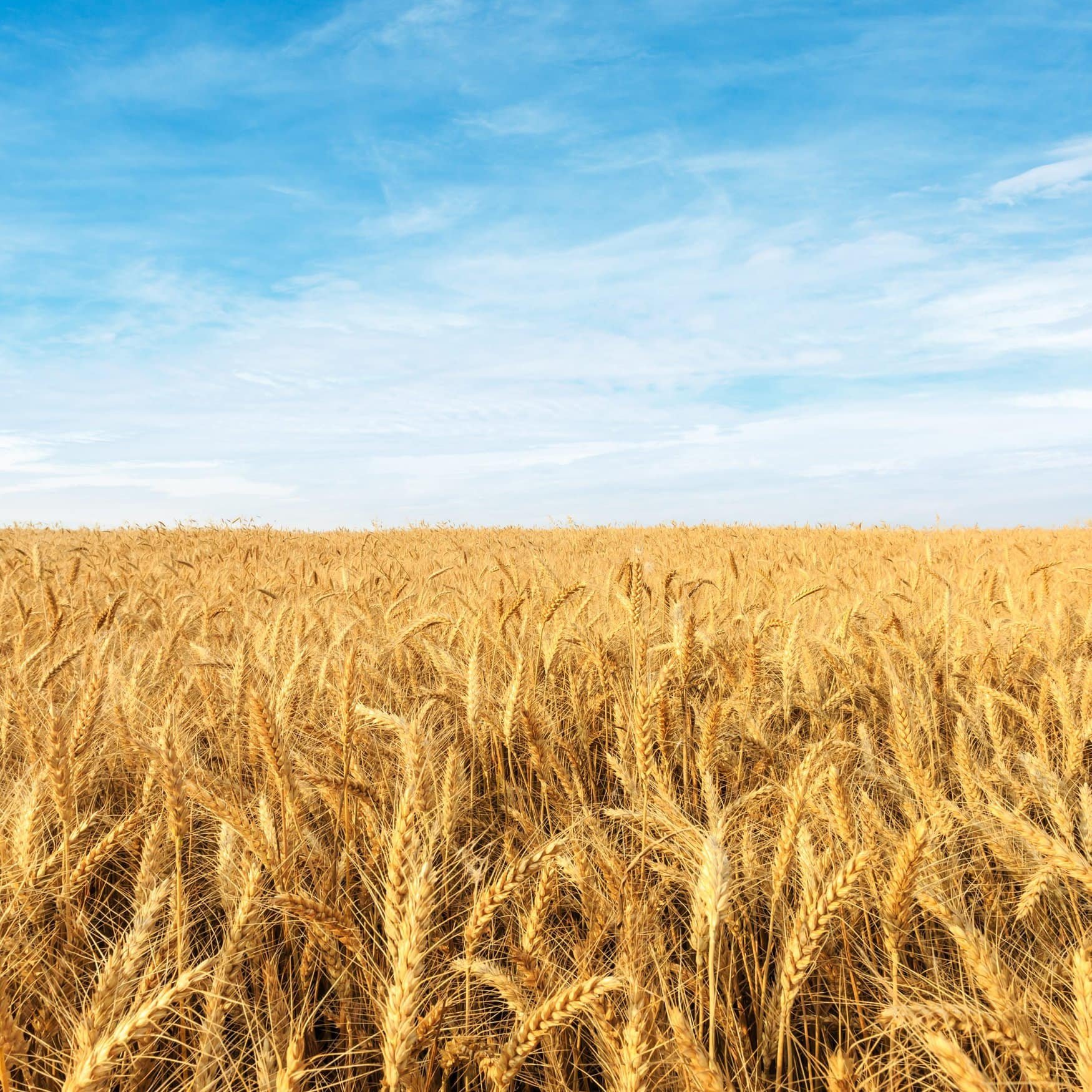 China approves its first gene-edited wheat to enhance crop production — Reuters
