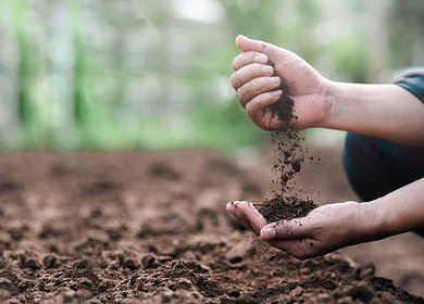 Tips for improving your soil microbiome