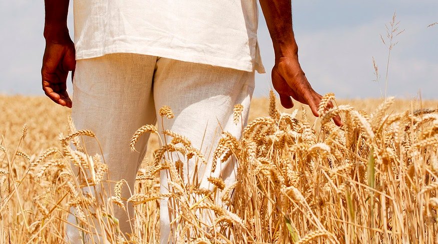 Ethiopia invests $94 million to become self-sufficient in wheat production