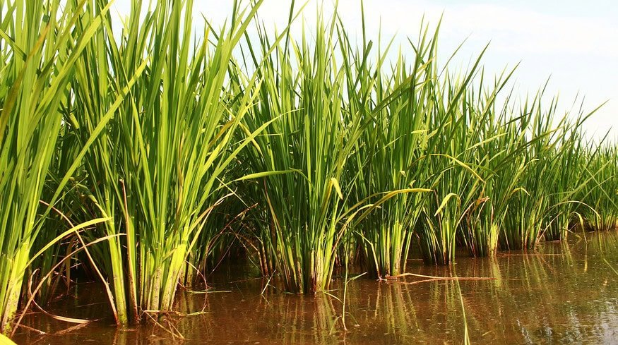 Gene-edited rice crop trial in Italy sabotaged by vandals