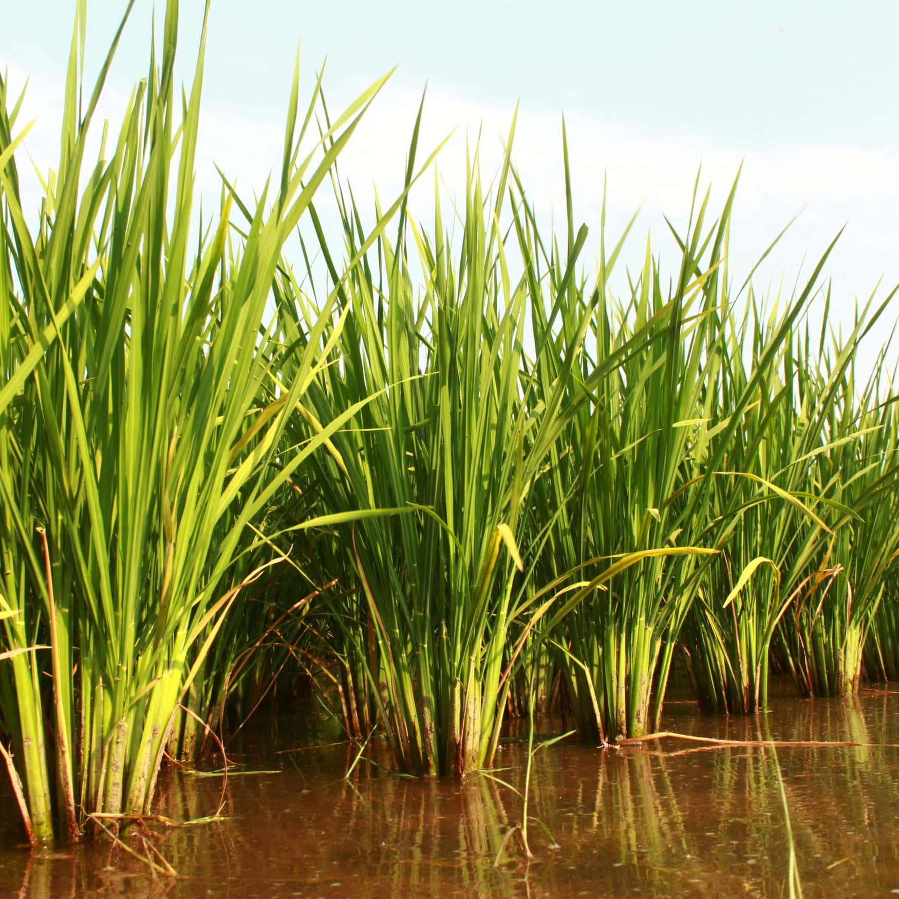 Gene-edited rice crop trial in Italy sabotaged by vandals — Fertilizer ...