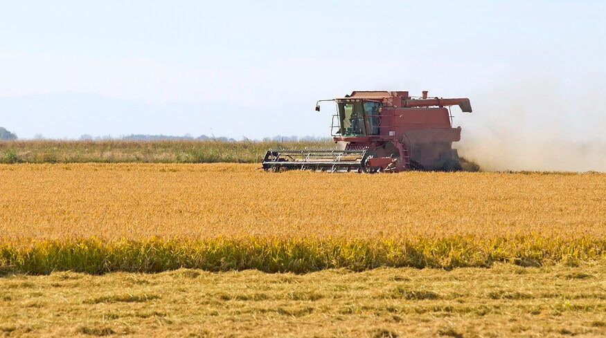 Nutrien backs sustainable rice agriculture with $1mn commitment