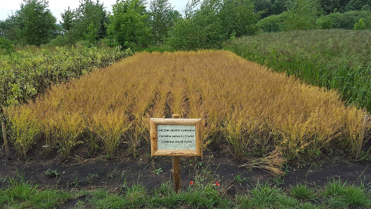 Cargill and University of Minnesota team up for groundbreaking winter camelina and pennycress research