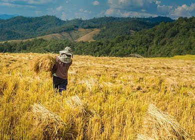 Philippine agriculture improves through innovation and modernization