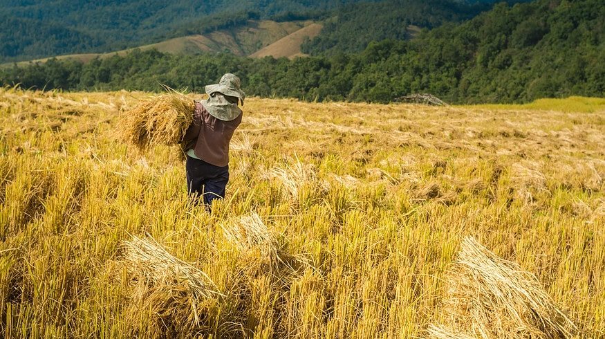Philippine agriculture improves through innovation and modernization