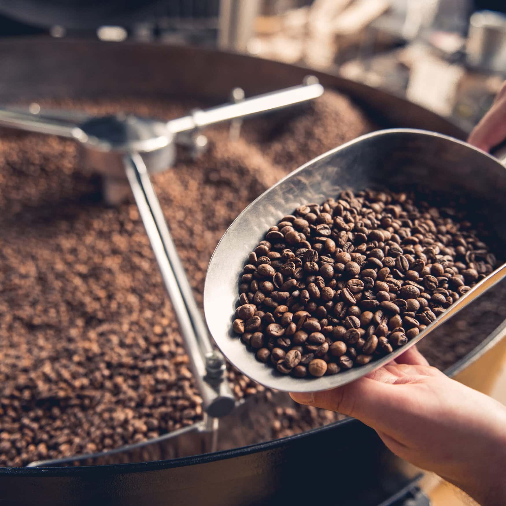 Florida researchers explore Robusta as a climate-smart alternative to Arabica