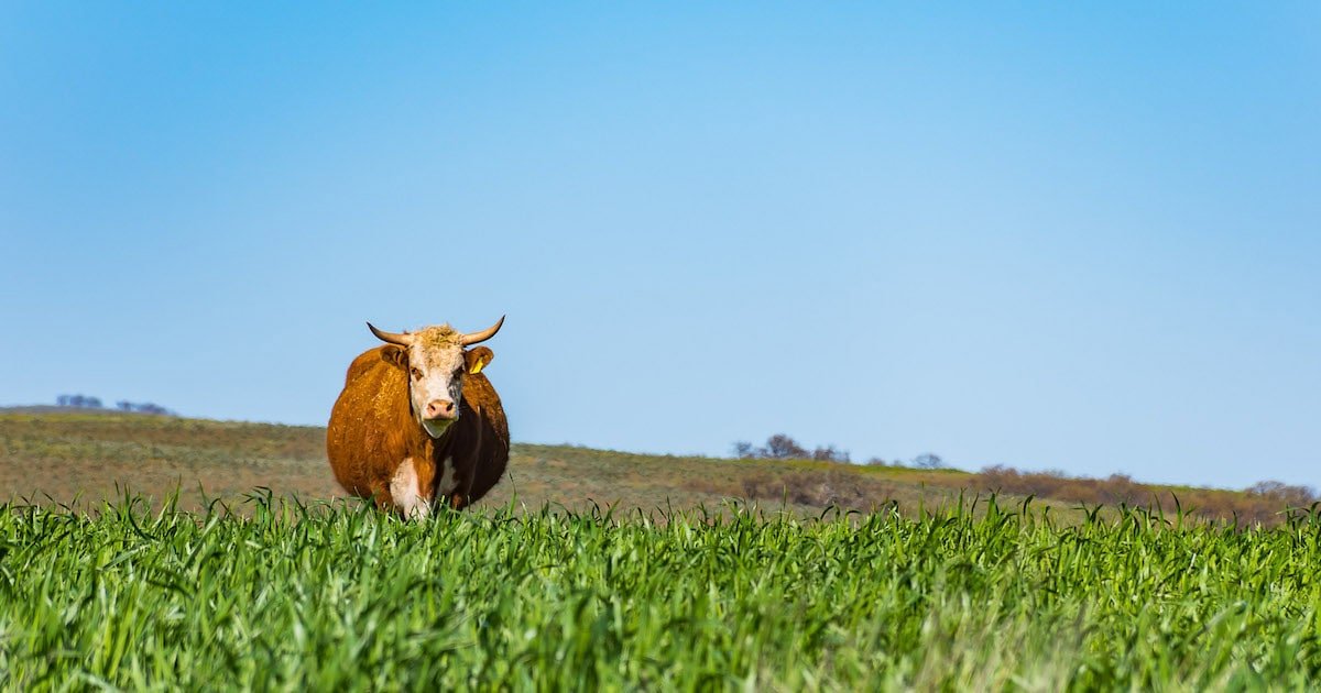 CF Industries and Poet to test low-carbon ammonia for greener corn production