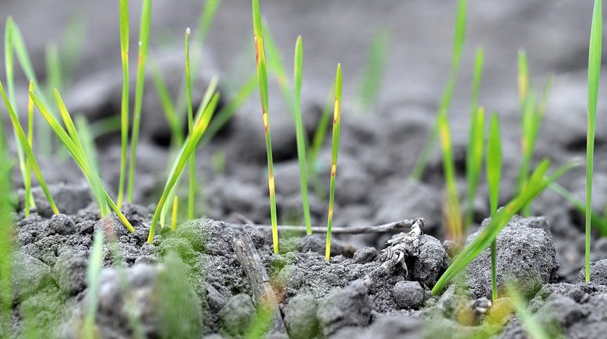 ICL and Lavie Bio leverage AI to achieve breakthrough in crop resilience