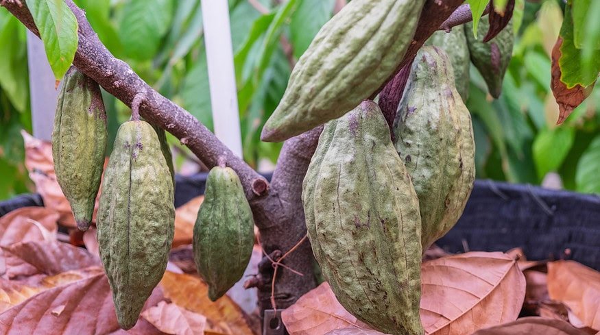 Ghana imposes limitations on cocoa purchases amid persisting shortages