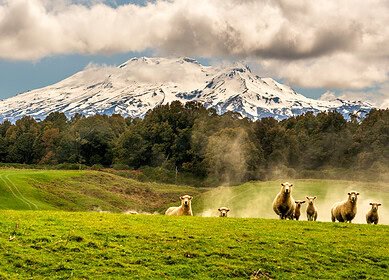 New Zealand’s nitrogen focused water quality monitoring undermined by incomplete reporting