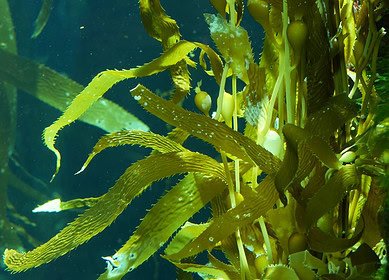 Gardener advocates seaweed as a superior soil nutrient and natural pest repellent