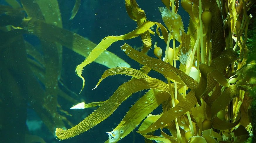 Gardener advocates seaweed as a superior soil nutrient and natural pest repellent