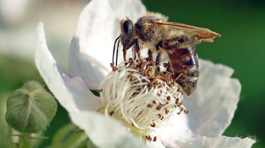 Bee Vectoring Technologies expands reach with Mexican approval