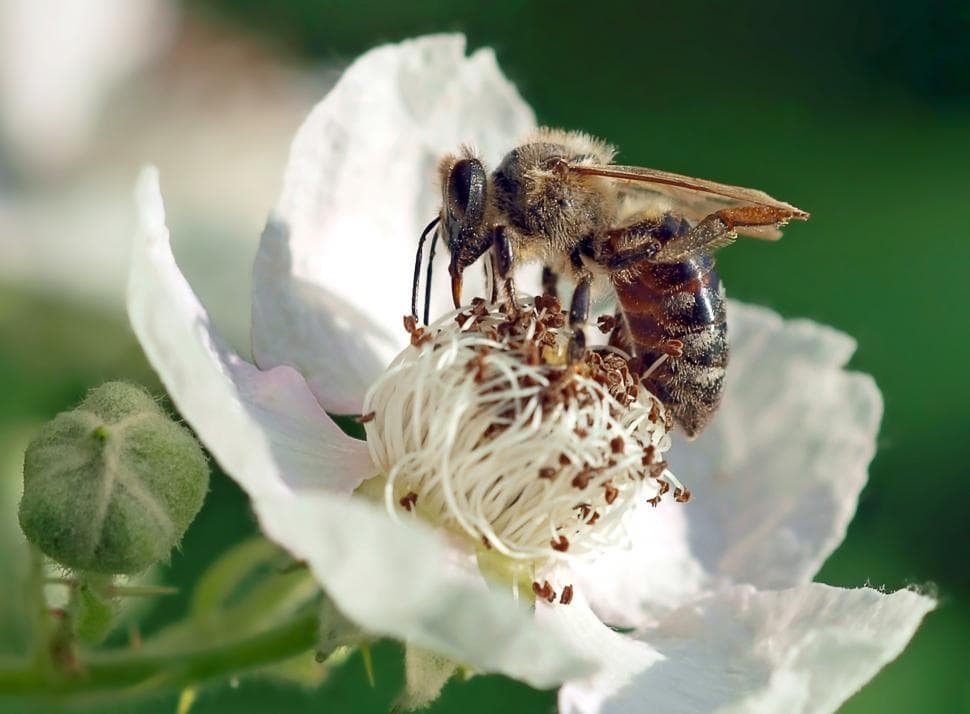 Bee Vectoring Technologies expands reach with Mexican approval