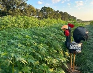 Carbon Chicken receives $591,000 USDA grant for carbon-negative agriculture initiative