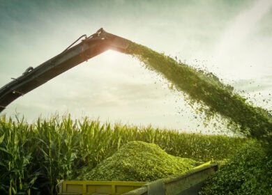 Evaluating the economic value of silage this summer in Scotland