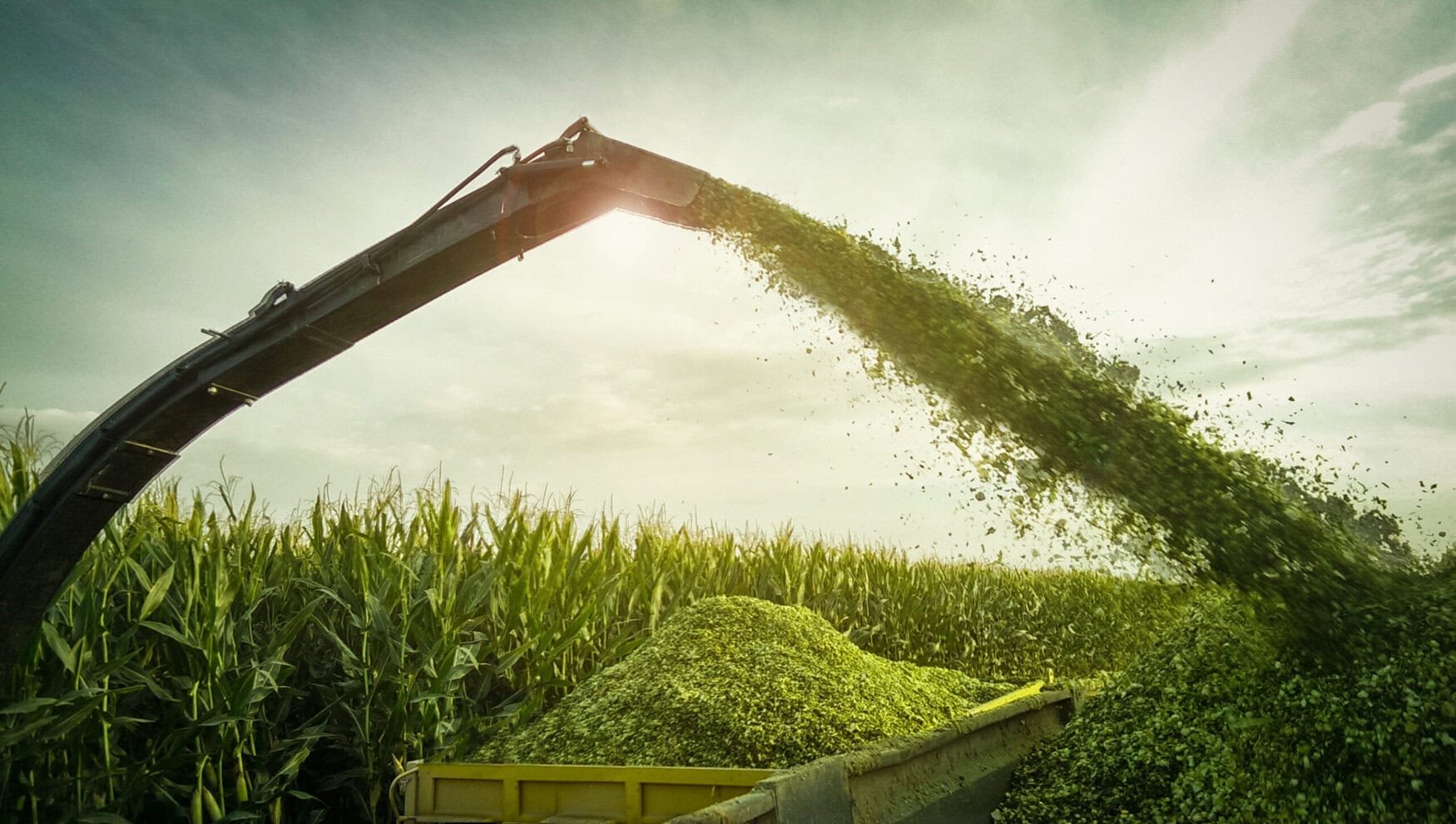 Evaluating the economic value of silage this summer in Scotland