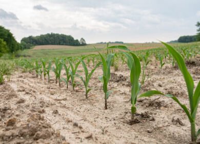 The ‘No-Till Neighbors’: US pioneers of sustainable agriculture